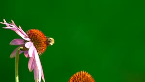 Stock Video Bumblebee Standing Over A Pink Flower Live Wallpaper For PC