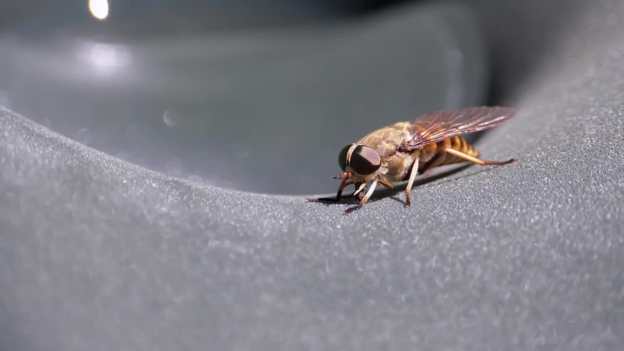 Download Stock Video Bumblebee Macro Close Up Live Wallpaper For PC