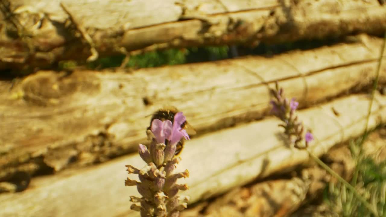 Download Stock Video Bumblebee Flying Away Live Wallpaper For PC