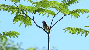 Stock Video Bulbul Swaying In A Tree Live Wallpaper For PC