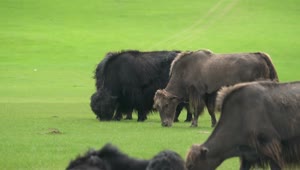Stock Video Buffalos Grazing In A Green Valley Live Wallpaper For PC