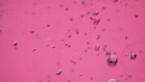 Stock Video Bubbles On A Pink Background Live Wallpaper For PC
