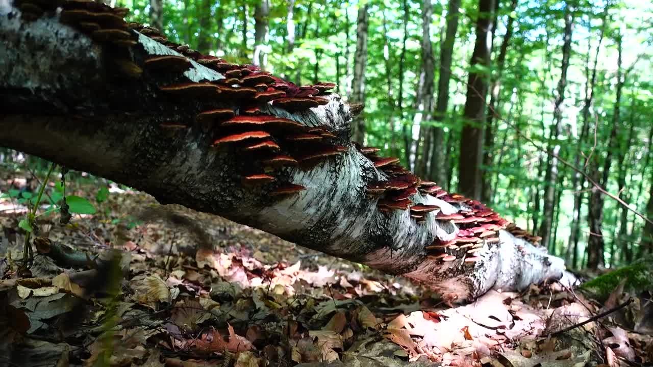 Download Stock Video Brown Mushrooms Growing In The Woods Live Wallpaper For PC