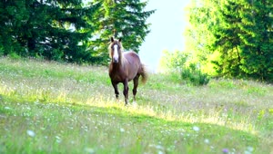 Stock Video Brown Horse On A Wildflower Meadow Live Wallpaper For PC