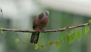 Stock Video Brown Dove In A Tree Live Wallpaper For PC