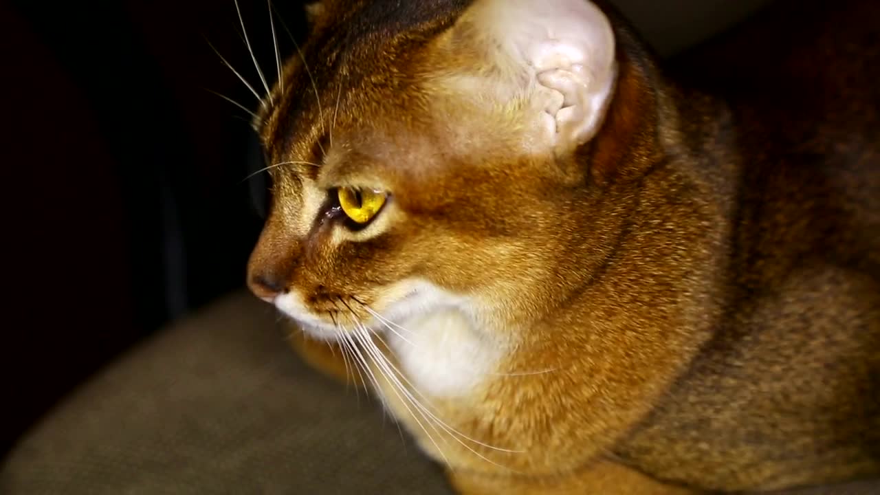 Download Stock Video Brown Cat With Yellow Eyes Live Wallpaper For PC