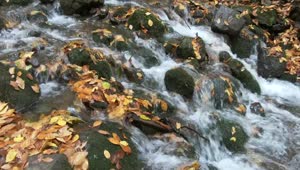 Stock Video Brook Flowing Through Mossy Stones In The Forest Live Wallpaper For PC
