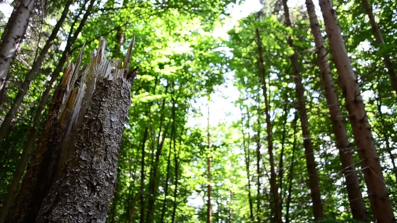 Download Stock Video Broken Tree In A Forest Live Wallpaper For PC