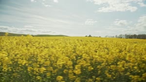 Stock Video Bright Yellow Crops In The Summer Live Wallpaper For PC