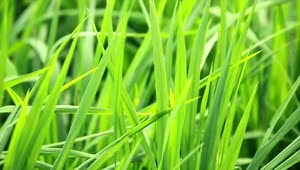 Stock Video Bright Green Grass Live Wallpaper For PC