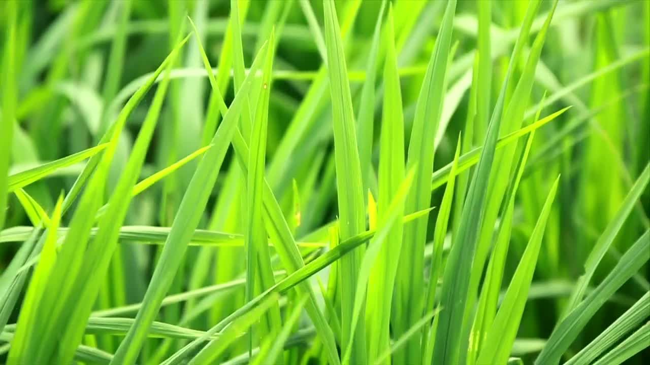 Download Stock Video Bright Green Grass Live Wallpaper For PC