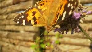 Stock Video Bright Butterfly On A Lavender Plant Live Wallpaper For PC