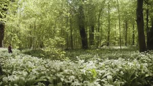 Stock Video Breeze Moving Through A Forest Live Wallpaper For PC