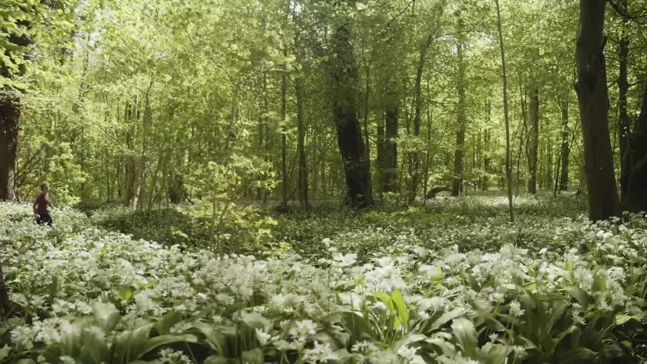 Download Stock Video Breeze Moving Through A Forest Live Wallpaper For PC