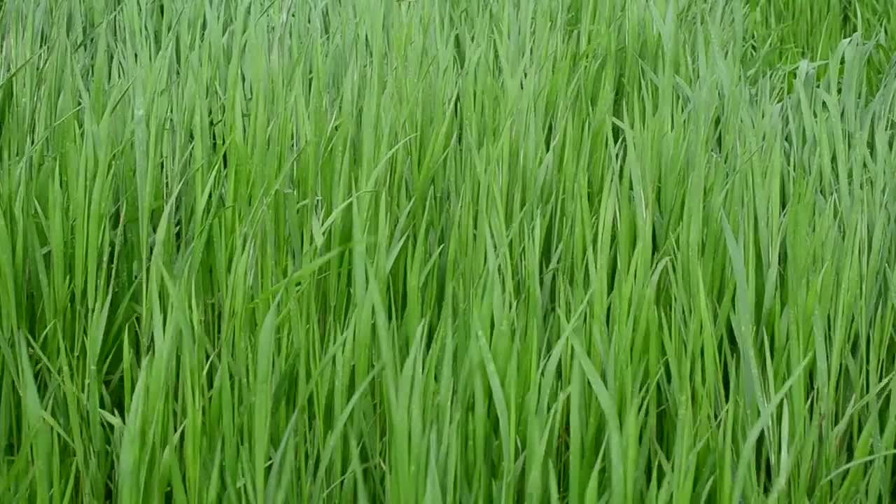 Download Stock Video Breeze Heading Through A Meadow Live Wallpaper For PC