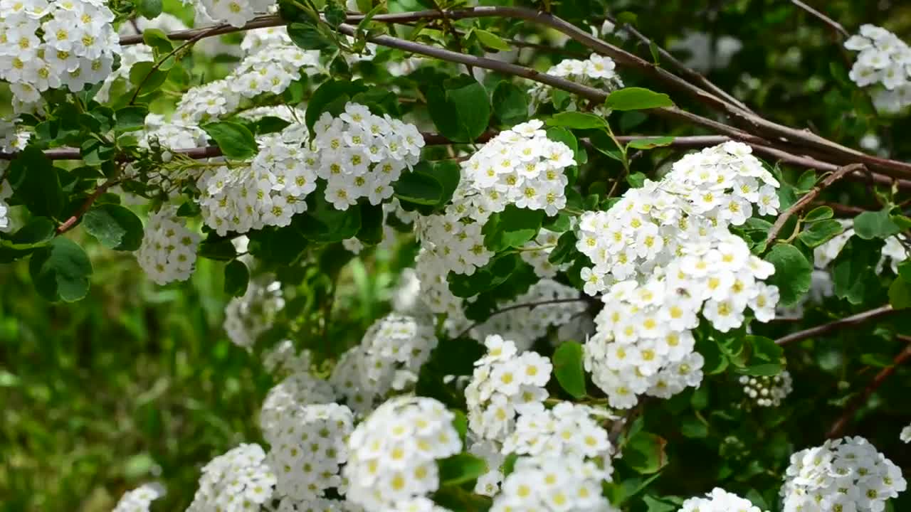 Download Stock Video Branches Of A Tree With Leaves And Many Flowers Live Wallpaper For PC