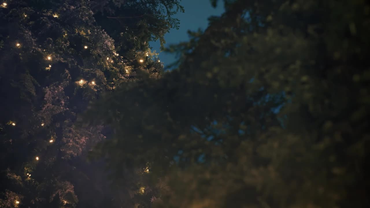 Download Stock Video Branches Of A Pine Decorated With Christmas Lights Live Wallpaper For PC