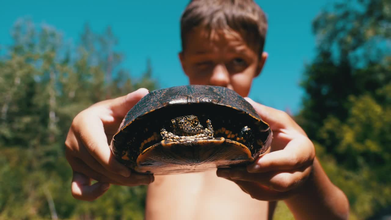 Download Stock Video Boy Showing A Small Turtle To The Camera Live Wallpaper For PC