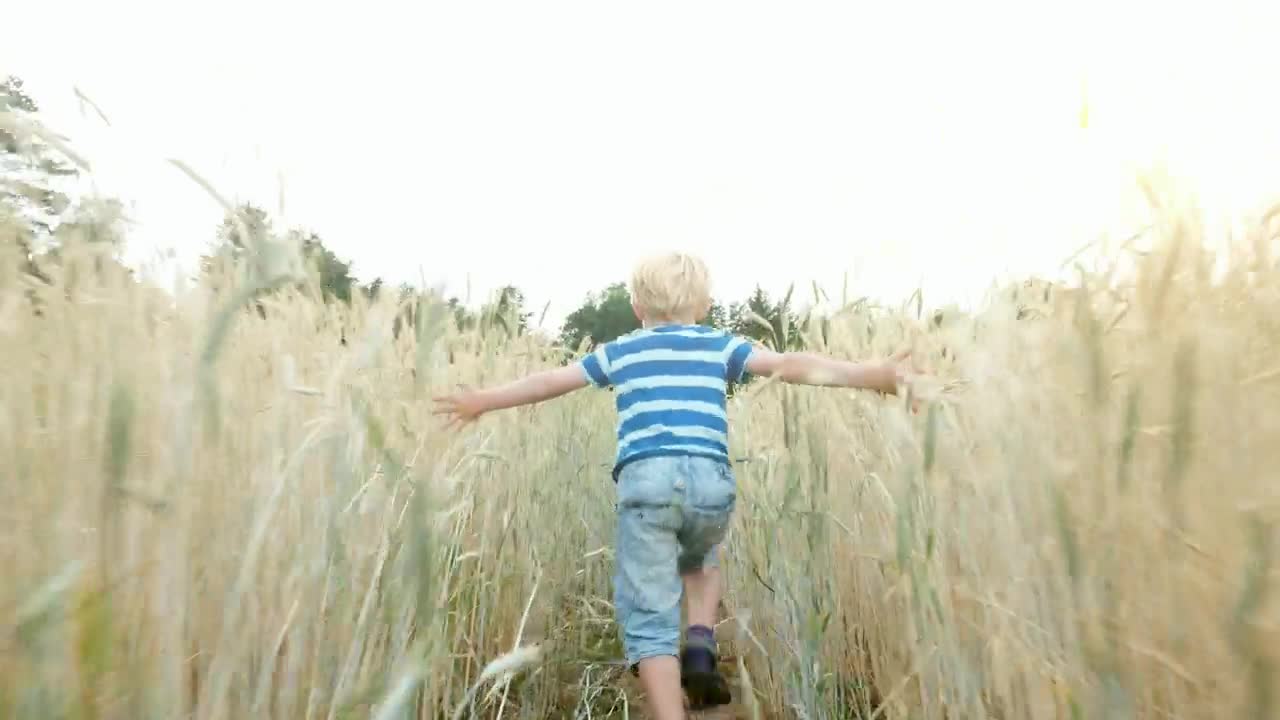 Download Stock Video Boy Running In A Wheat Field Tracking Shot Live Wallpaper For PC