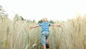 Stock Video Boy Running In A Wheat Field Tracking Shot Live Wallpaper For PC