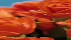 Stock Video Bouquet Of Orange Flowers Seen In Detail Live Wallpaper For PC
