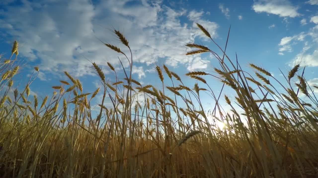 Download Stock Video Bottom View Of A Golden Wheat Field Live Wallpaper For PC