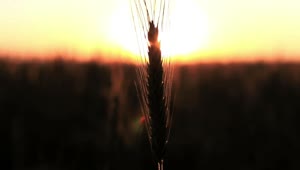 Stock Video Blurred Sunset From A Field Live Wallpaper For PC