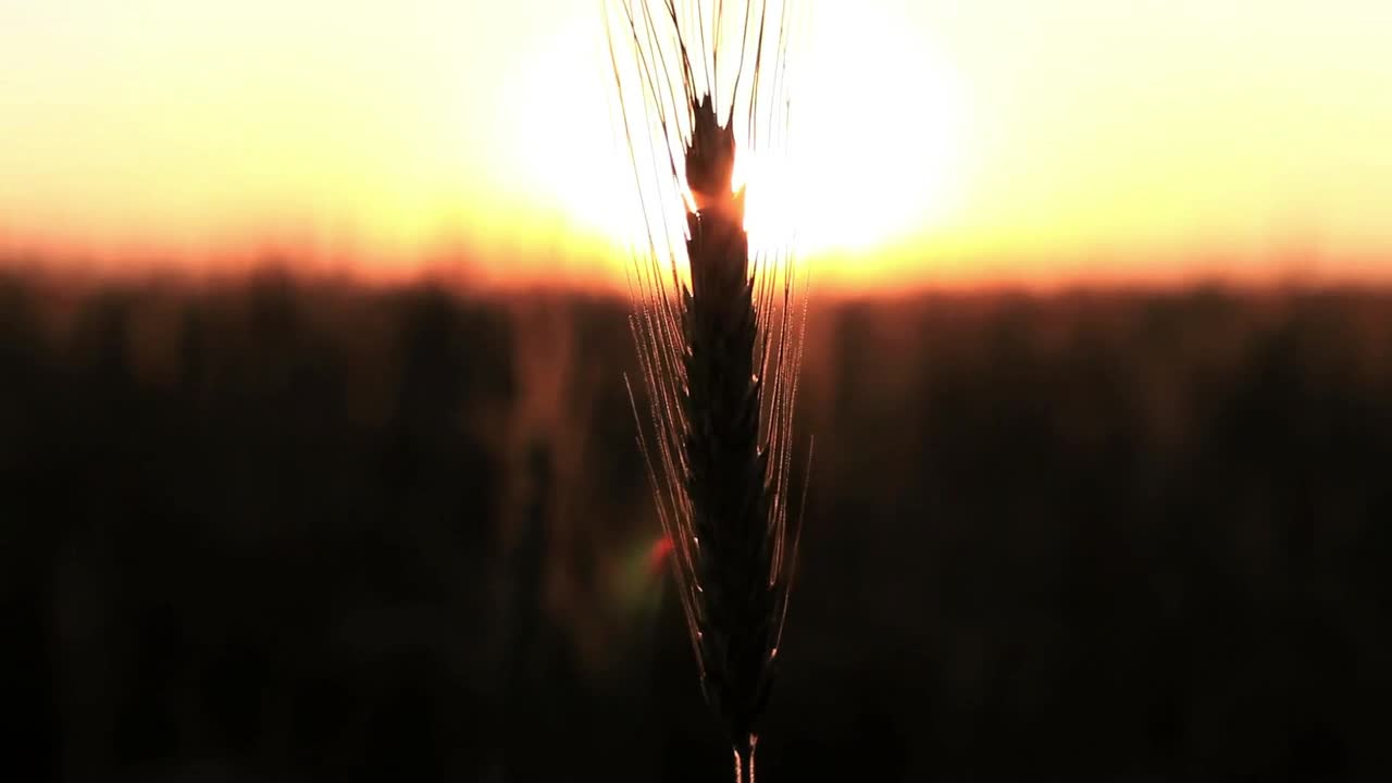 Download Stock Video Blurred Sunset From A Field Live Wallpaper For PC