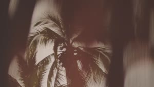Stock Video Blurred Palm Tree Live Wallpaper For PC