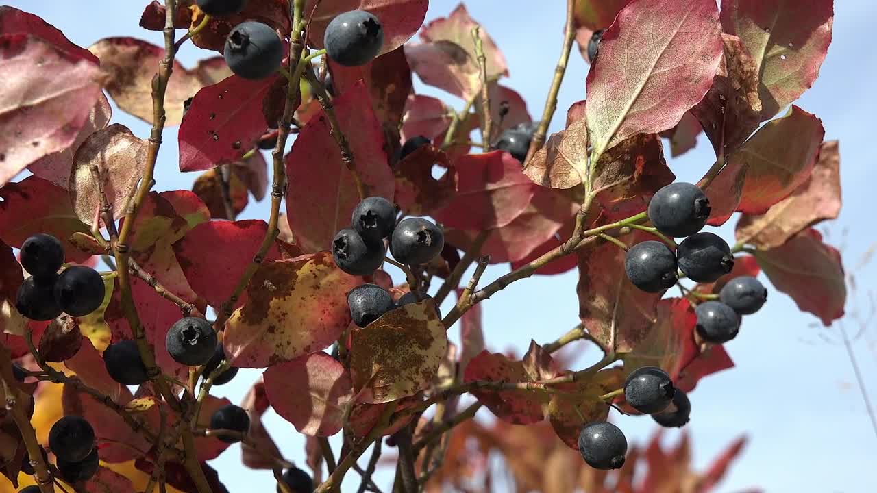 Download Stock Video Blueberry Close Up Live Wallpaper For PC