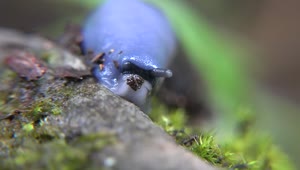 Stock Video Blue Slug Head Close Up Live Wallpaper For PC