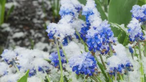 Stock Video Blue Flowers Getting Covered In Snow Live Wallpaper For PC