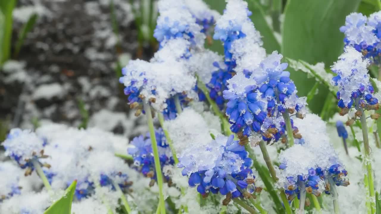 Download Stock Video Blue Flowers Getting Covered In Snow Live Wallpaper For PC