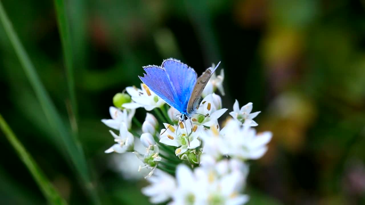 Download Stock Video Blue Butterfly Over White Flowers Live Wallpaper For PC