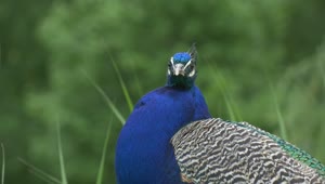 Stock Video Blue Beacock Looking Around Live Wallpaper For PC