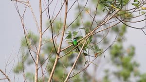 Stock Video Blue And Green Bird On A Branch Live Wallpaper For PC