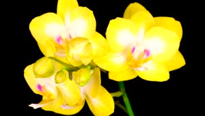 Stock Video Blooming Yellow Orchid Flower Live Wallpaper For PC