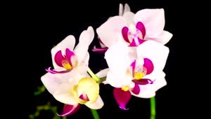 Stock Video Blooming White Orchid Live Wallpaper For PC