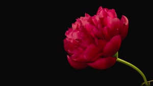 Stock Video Blooming Flower On Black Background Live Wallpaper For PC