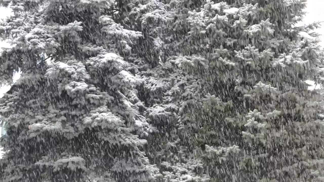 Download Stock Video Blizzard Covering A Forest Live Wallpaper For PC