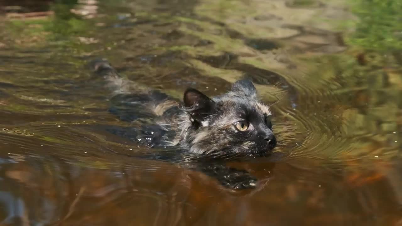 Download Stock Video Black Wild Cat Swimming In A River Live Wallpaper For PC