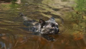 Stock Video Black Wild Cat Swimming In A River Live Wallpaper For PC