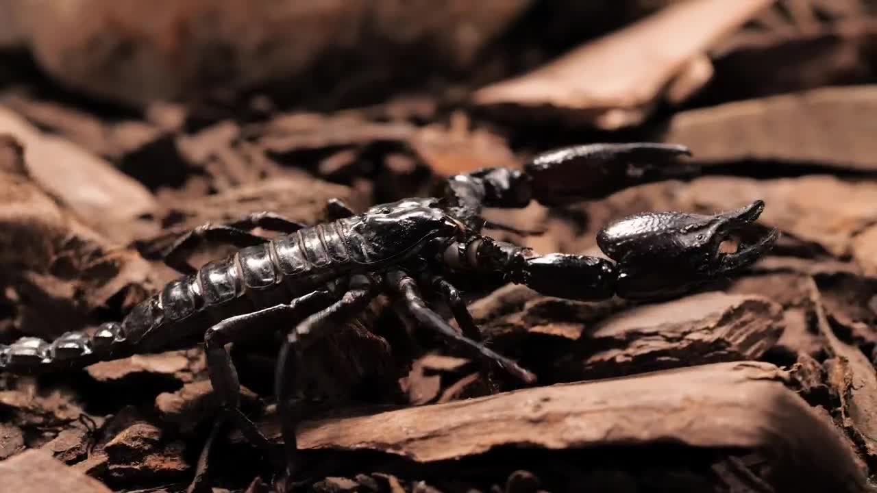 Download Stock Video Black Scorpion Walking Closeup Live Wallpaper For PC