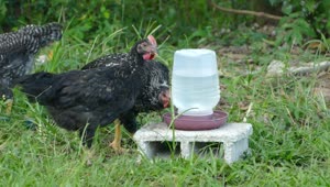 Stock Video Black Chickens Drinking Water On A Farm Live Wallpaper For PC