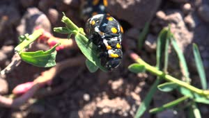 Stock Video Black Caterpillar Eating A Plant Live Wallpaper For PC