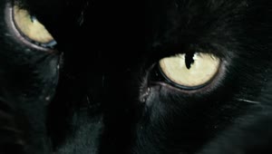 Stock Video Black Cat With Yellow Eyes Live Wallpaper For PC