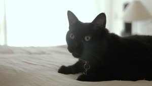 Stock Video Black Cat Sitting On A White Bed Live Wallpaper For PC