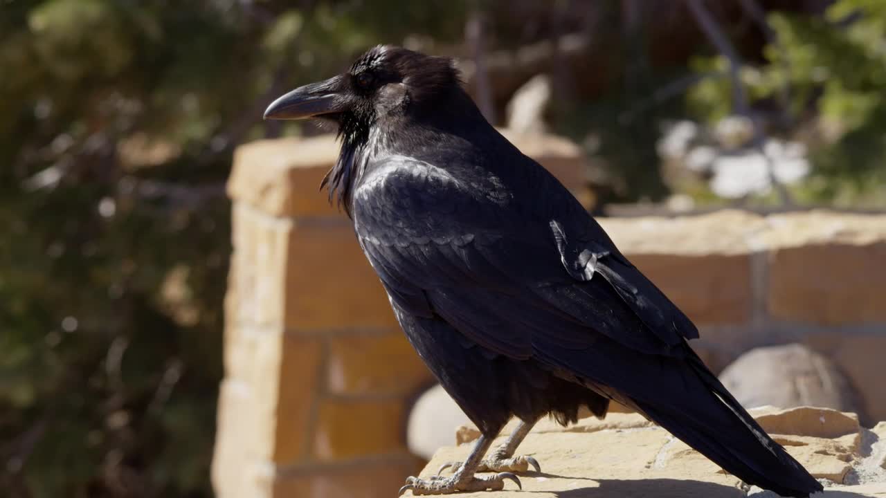 Download Stock Video Black Bird Standing On A Roof Live Wallpaper For PC