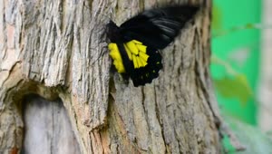 Stock Video Black And Yellow Butterfly Live Wallpaper For PC
