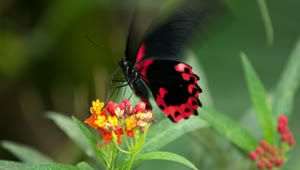 Stock Video Black And Red Butterfly Fluttering On A Flower Live Wallpaper For PC